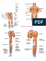 Musculatura Organismului