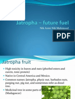 Jatropha Future Fuel