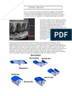 Apostila de Sistema Nervoso