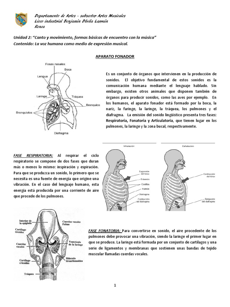 Funciones del Aparato Fonador en Canto | PDF | Pulmón | Sonido