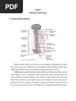 Anatomi Fisiologi Tulang Belakang PDF