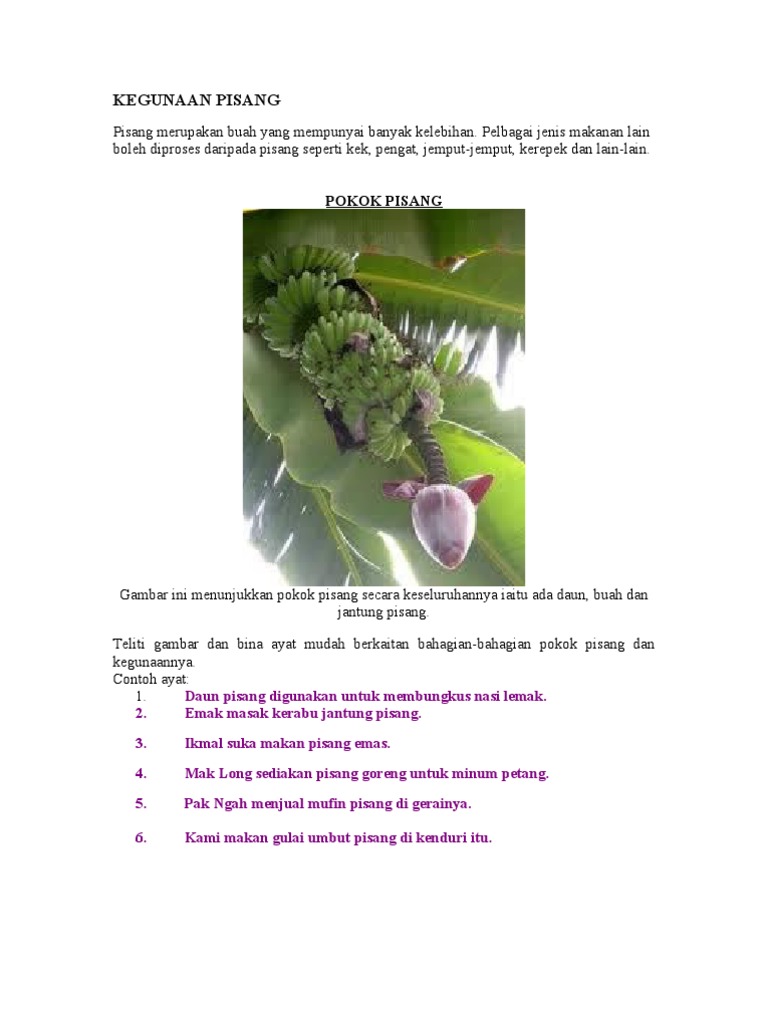 Pelbagai Kegunaan Pisang Pdf