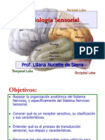fisiologia-sensorial4788