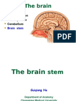 The Brain: Telencephalon Diencephalon Cerebellum
