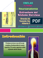 Estructura Del Sist. Nervioso