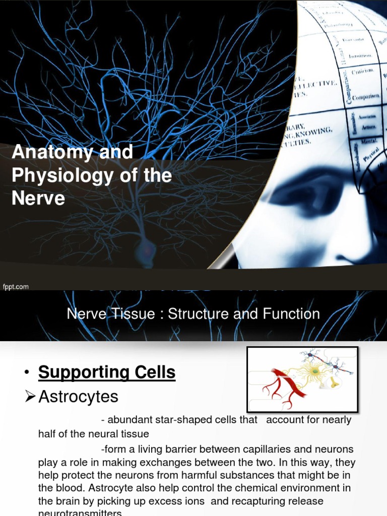 Anatomy and Physiology of The Nerve | PDF | Neuron | Action Potential