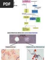 Download staphylococcus e streptococcus by tatianeiembo SN13355073 doc pdf