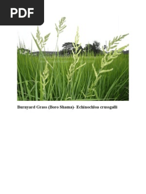 Weed of Bangladesh