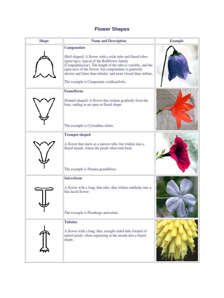 Flower Shapes Flowers Plant Morphology
