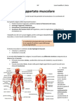 Apparato Muscolare