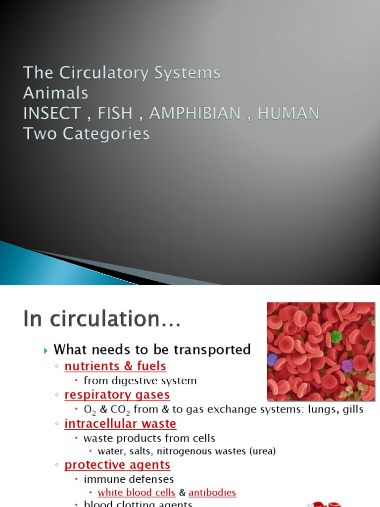 Comparing the Circulatory Systems of Fish, Amphibians, and Mammals