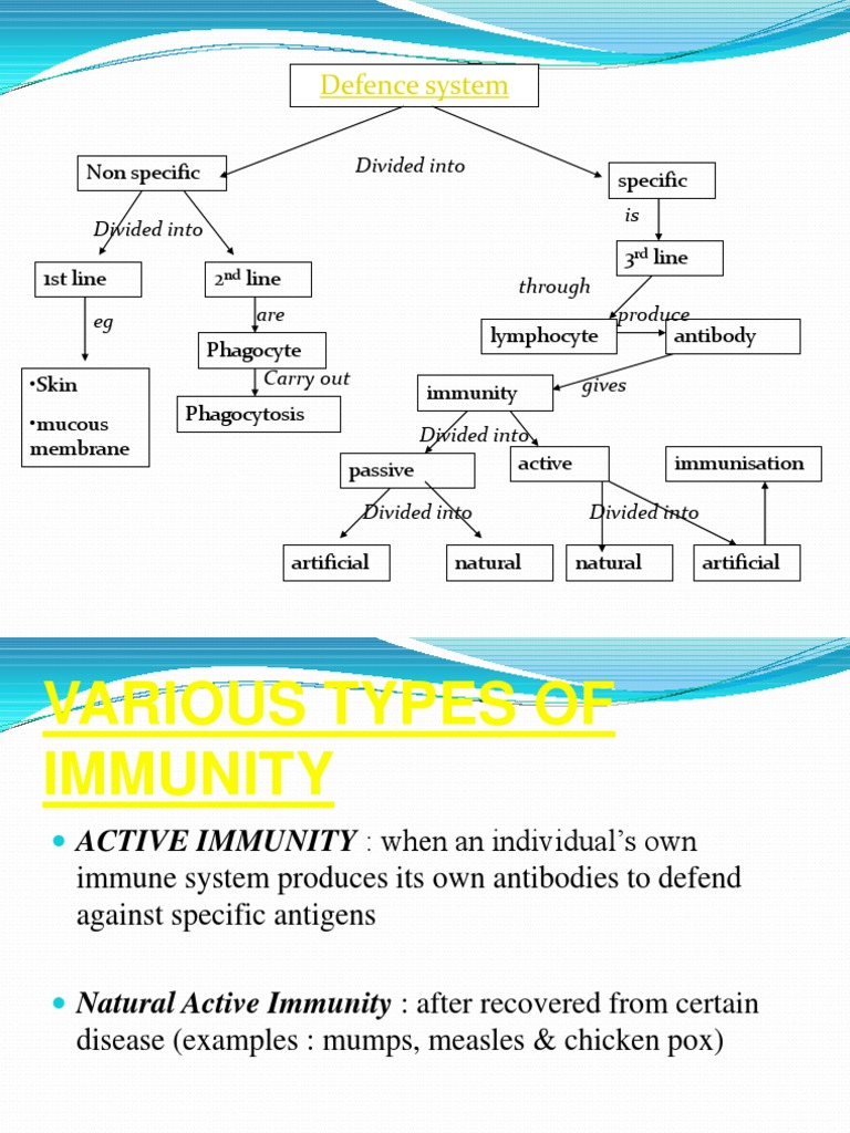 Types of Immunity Explained | PDF | Immune System | Immunity (Medical)