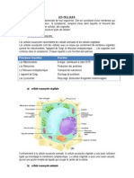 Les Cellules Ficha 2 2eso