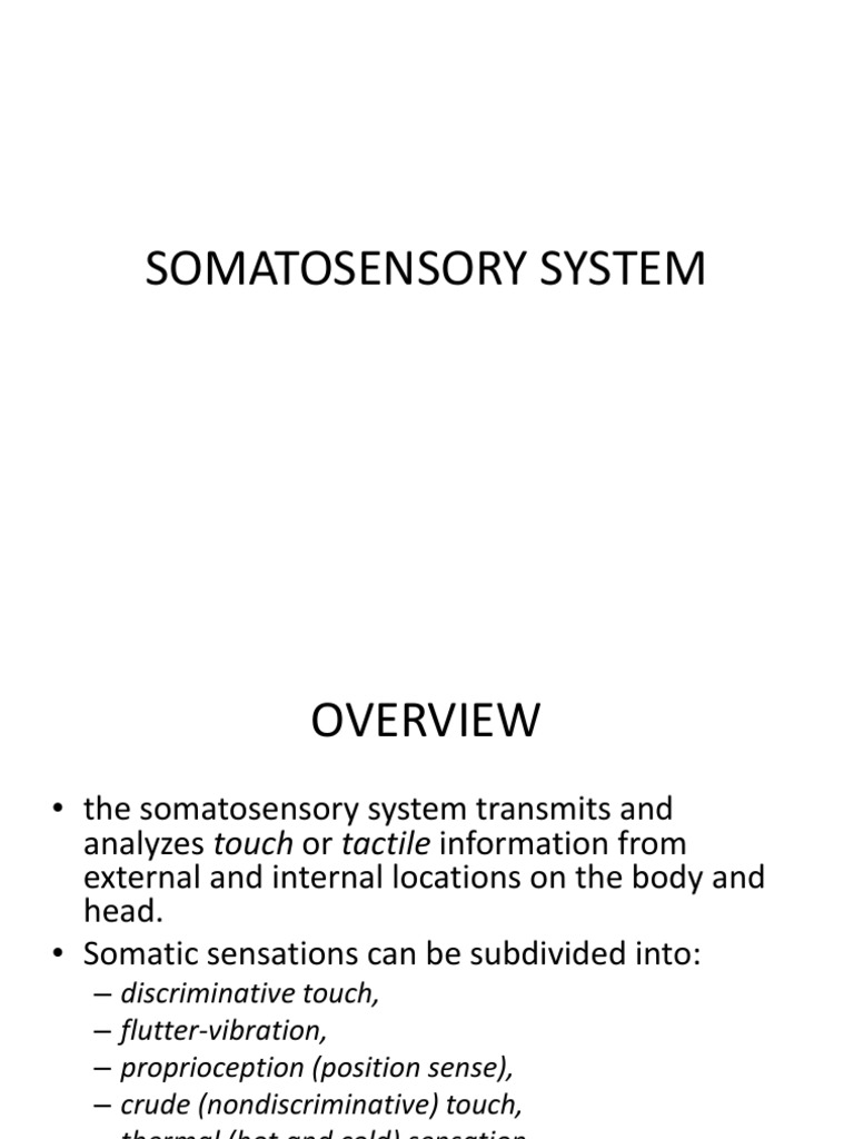 Overview of the Somatosensory System | PDF | Somatosensory System ...