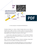 Clostridium Botulinum