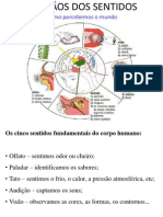 Orgaos Dos Sentidos