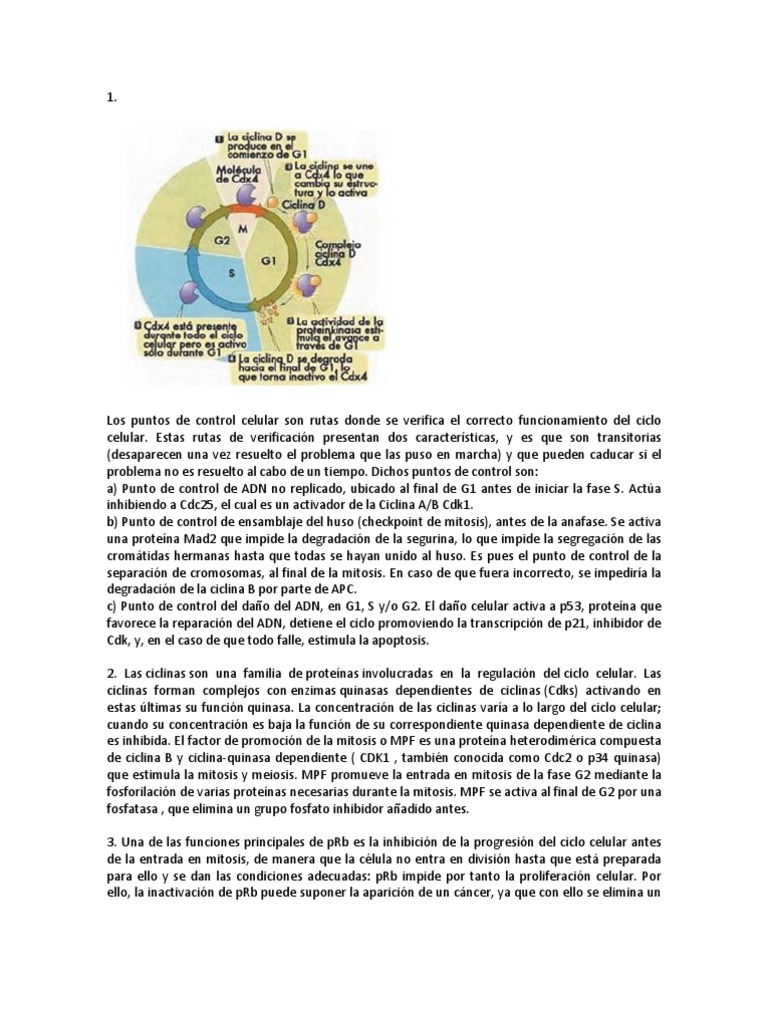 Puntos de Control y Regulación del Ciclo Celular | PDF | Mitosis ...