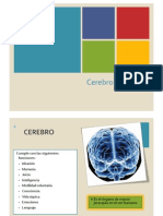 Cerebro