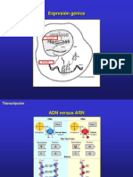 6.2.Transcripcion