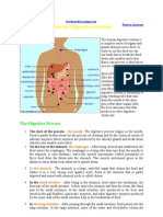 Digestive System Label Me