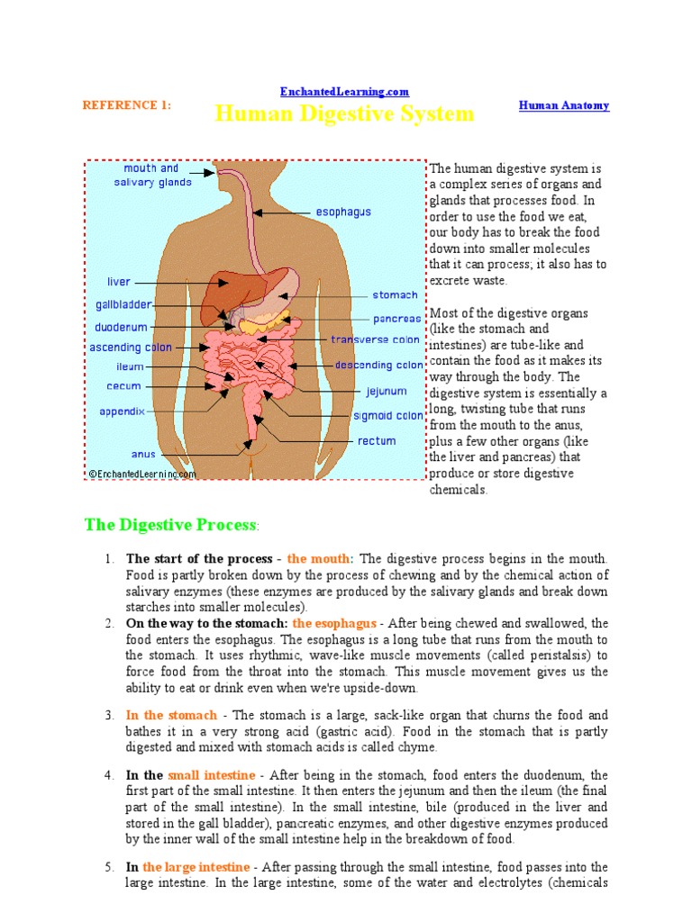 Digestive System Label Me | Human Digestive System | Digestion