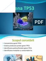 Gena Tp53