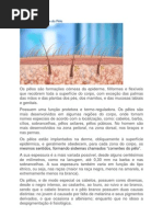 Anatomia e Fisiologia do Pêlo 5