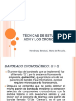 Técnicas de Estudio Del Adn Y Los Cromosomas: Hernández Bendezú, María Del Rosario
