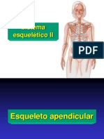 03 Sistema esquelético II