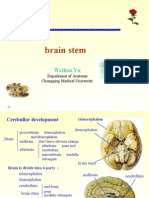 Brainstem