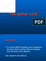 Spinal Cord