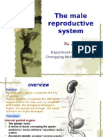 The Male Reproductive System (2)