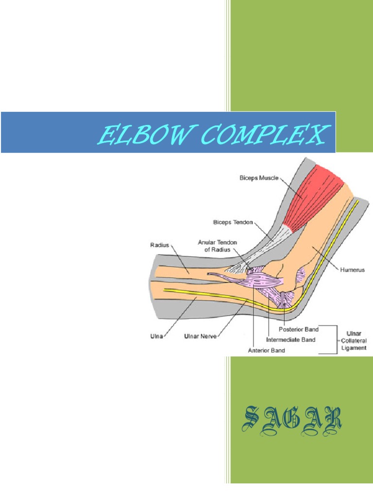 Elbow Complex | Anatomical Terms Of Motion | Elbow