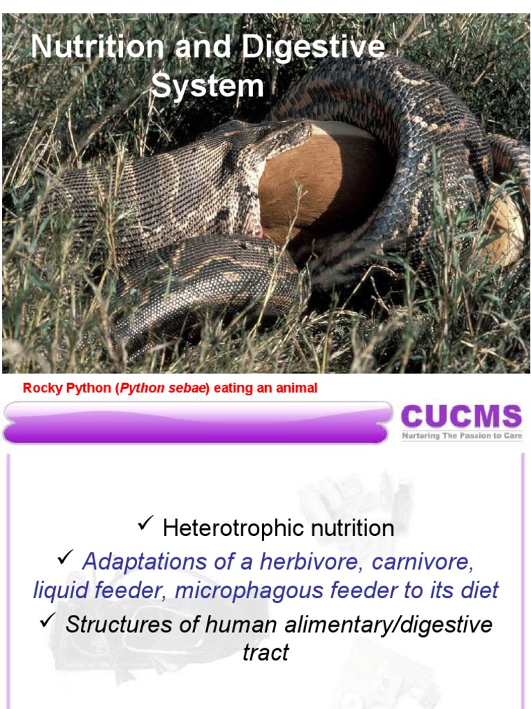 Digestive Adaptations Explained | PDF | Stomach | Digestion