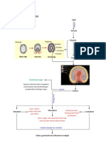 Pathway Omphalocele