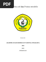 Download Escherichia Coli by An Anshori SN134176290 doc pdf