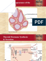 Thyroid, Parathyroid, Pancreas