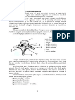 Coloana Vertebrală Este Alcătuită Din 33 Sau 34 de Piese Osoase Suprapuse, Numite Vertebre