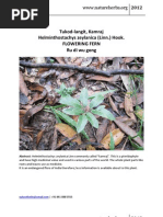 Helminthostachys zeylanica (L.) Hook.,  Kamraj, Tukod langit,