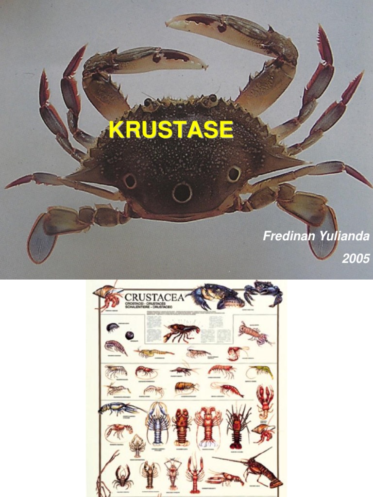 Morfologi dan Reproduksi Krustasea | PDF | Ilmu Sosial | Griya & Taman