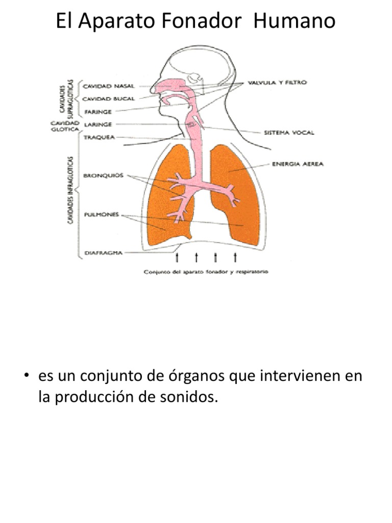 El Aparato Fonador Humano | PDF | Otorrinolaringología | Voz humana