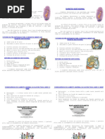 Diabetes Gestacional - Panfleto