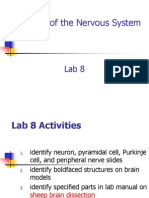 Lab 08 Neuron Histology & Brain