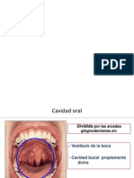 Punto 1 Cavidad Bucal