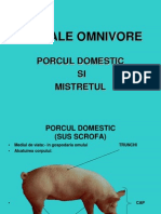 Animaleomnivore. Porcul