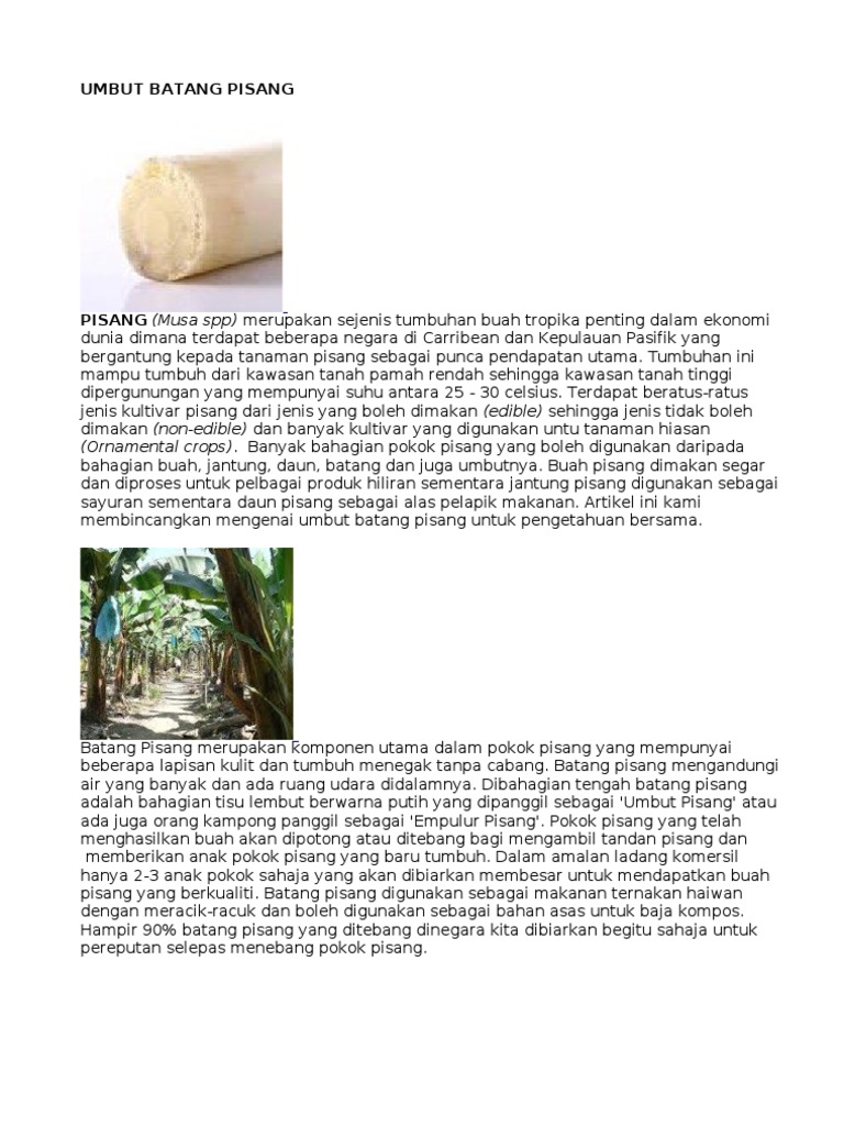 Umbut Batang Pisang Pdf