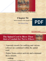 spinal cord.ppt