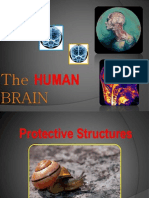 PDF Human Brain