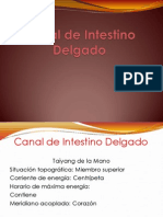 Canal de Intestino Delgado