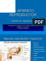 El Aparato Reproductor-power